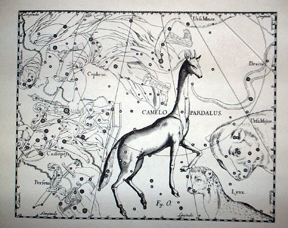 Camelopardalis by Johannes Hevelius