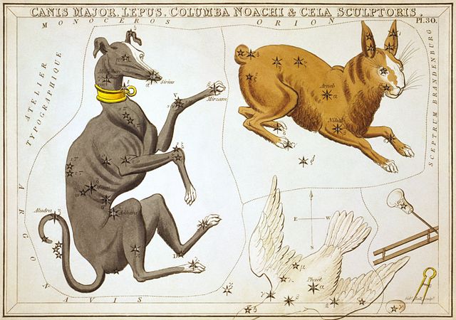 Canis Major by Sidney Hall